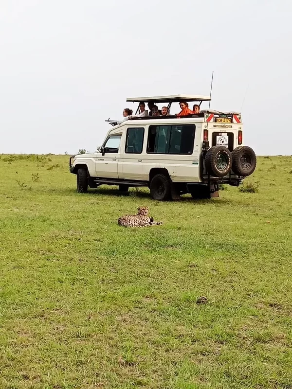 safari jeep car hire masai mara