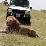 Kenya safari jeep Masai mara