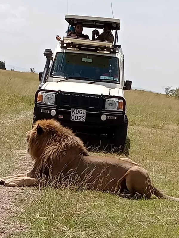 safari car and driver