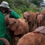 Visit Sheldrick Trust Nairobi Elephant orphanage