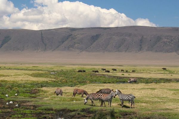 safari to Ngorongoro crater