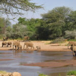elephants samburu