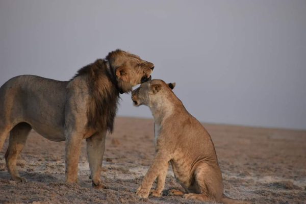 Kenya safari lions