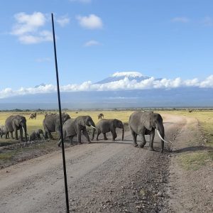 3-Day Fly-In Safari to Ol Tukai Lodge in Amboseli