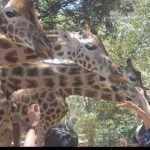giraffe center nairobi feeding giraffes