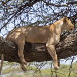Kenya Budget Group joining safari-Travel on Budget