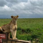 1 day private safari at Nairobi national park