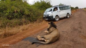 private car hire at Nairobi national park half day safari tour